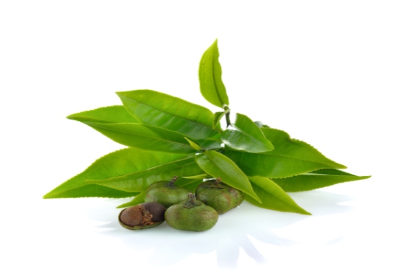 Tea ,Camellia sinensis  leaves  on white background